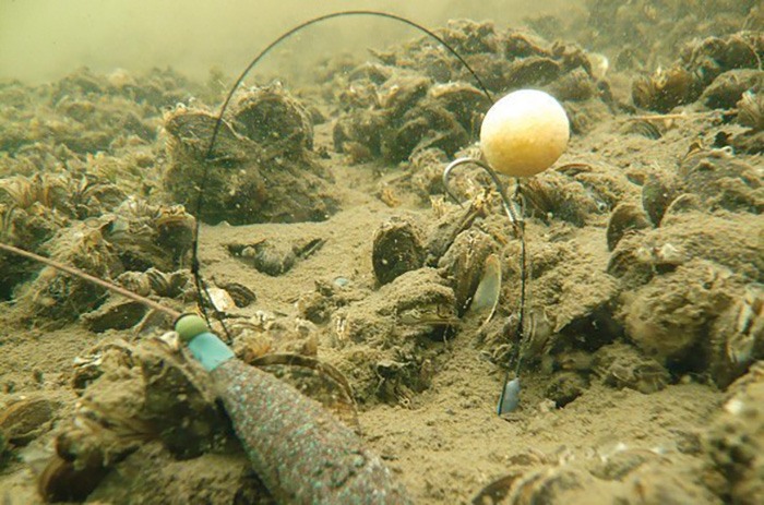 Hinged Stiff-rig..? Liever een chod of een soepele onderlijn met een wafter!