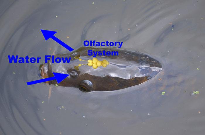 Zo ziet het olfactorisch systeem eruit en op deze wijze stroomt het water met al onze attractoren langs het systeem.