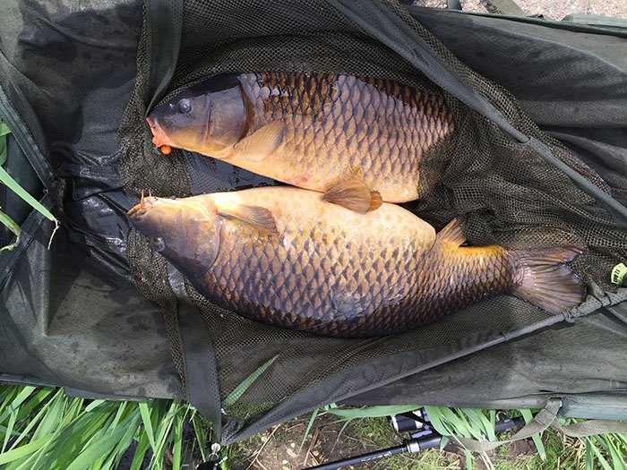 Als je de karpers eenmaal hebt gevonden kan het hard gaan! Hier twee dertigers die beiden de ondiep aangeboden chod niet konden weerstaan.
