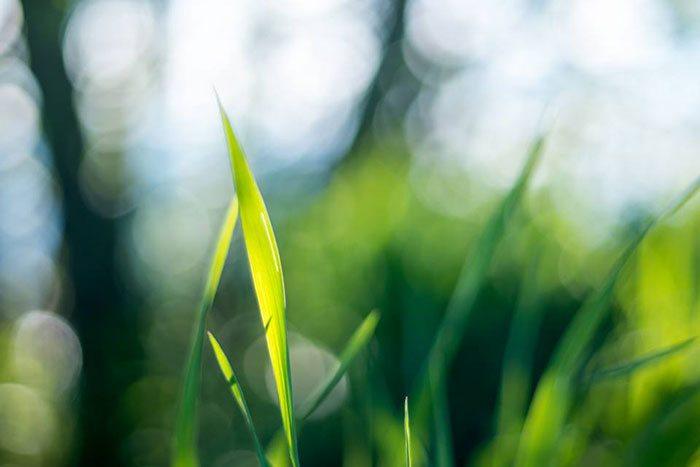 hoog gras - vermijden voor tekenbeet