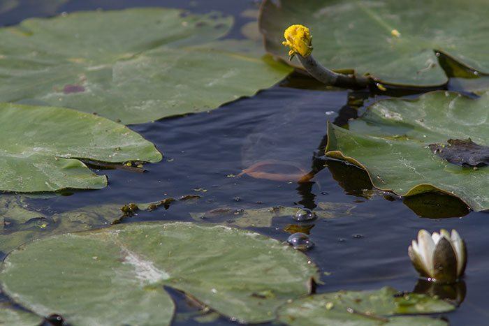 Observeren en hartkloppingen krijgen, nee hoor vissen is niet spannend…