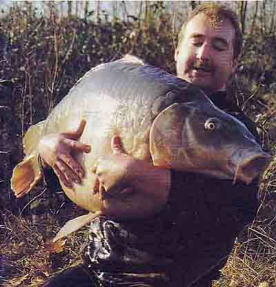 ronnie-de-groote-record-benelux
