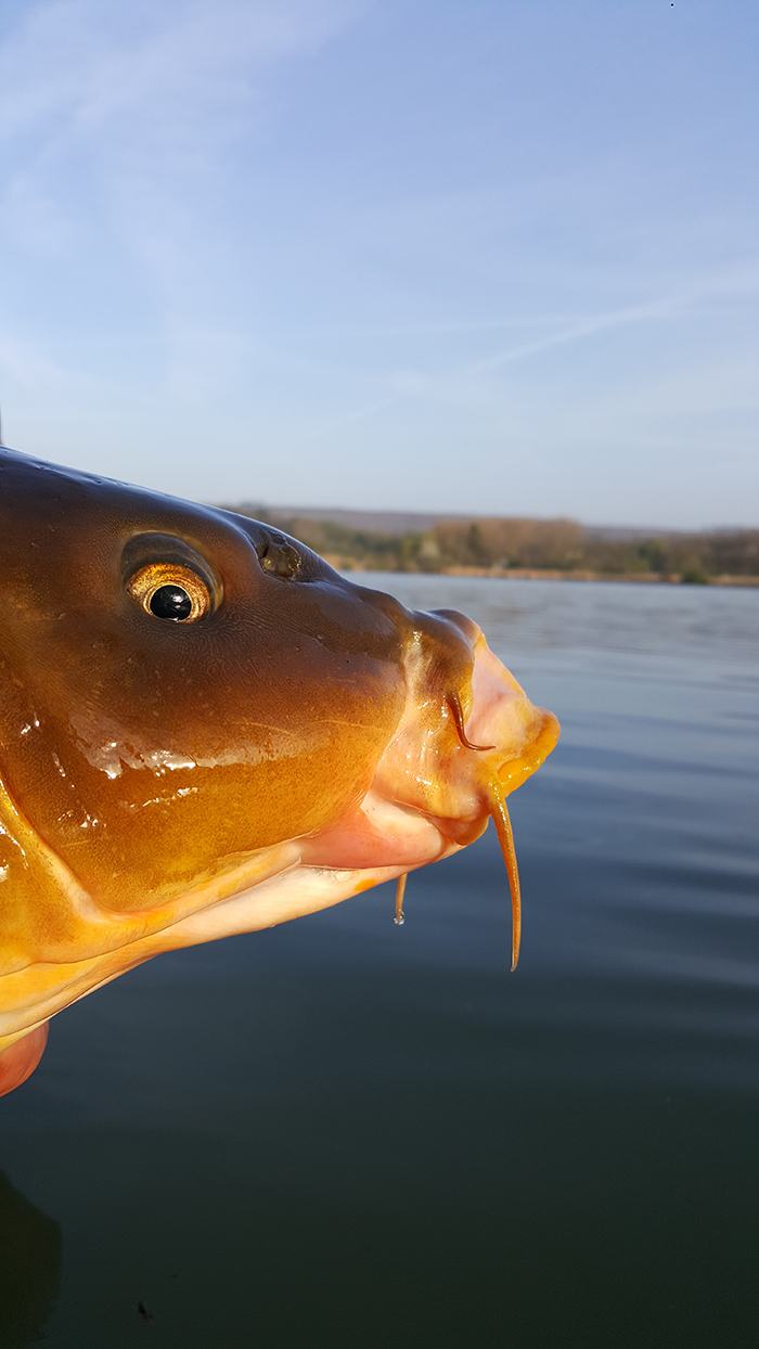 btw-revealed-etang-du-moulin-12