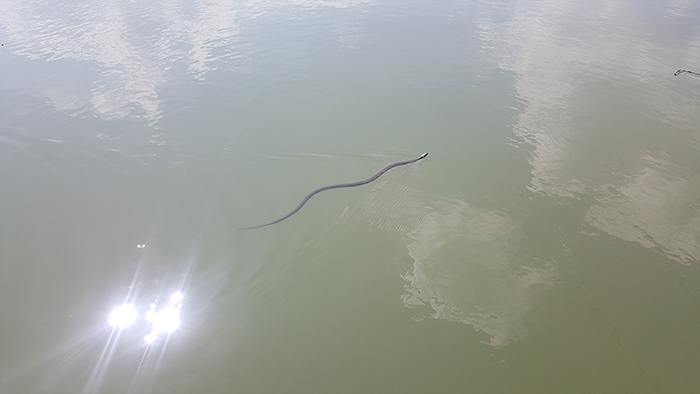 btw-revealed-etang-du-moulin-16